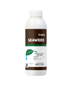 Seaweed