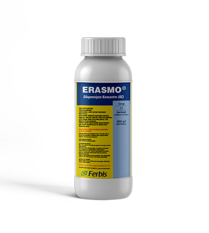 Erasmo