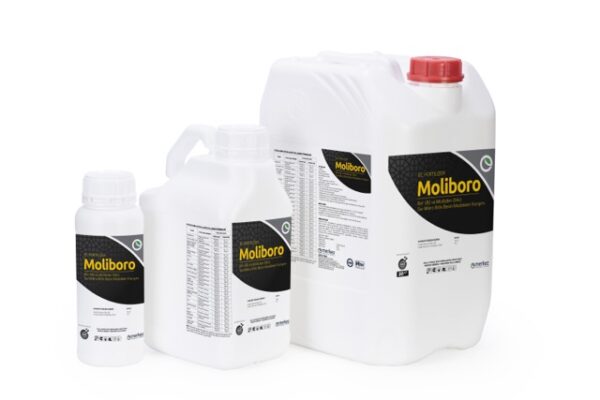 Moliboro