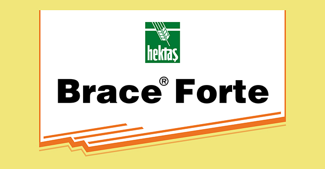 BRACE® FORTE