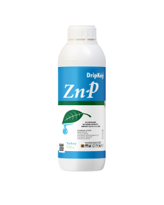 ZnP